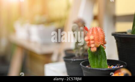 Gymnocalycium Kaktus in einem Pflanzenladen oder Gartenfest. Stockfoto