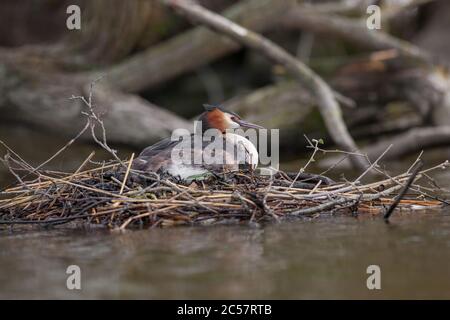 Ein großer Haubenmürbe sitzt auf seinem Nest in den Norfolk-Broaden, Norfolk, England Stockfoto