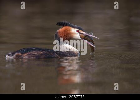 Ein großer Haubenmürbe fängt einen Fisch auf den norfolk-Broaden, norfolk, England Stockfoto