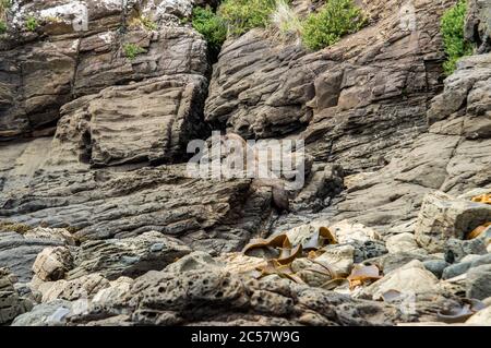 Pelzrobbe sonnen an der Rocky Coast Stockfoto