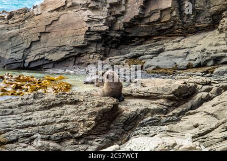 Pelzrobbe sonnen an der Rocky Coast Stockfoto