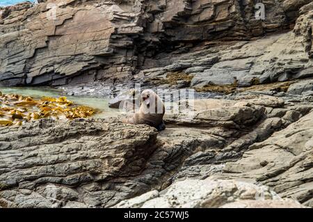 Pelzrobbe sonnen an der Rocky Coast Stockfoto