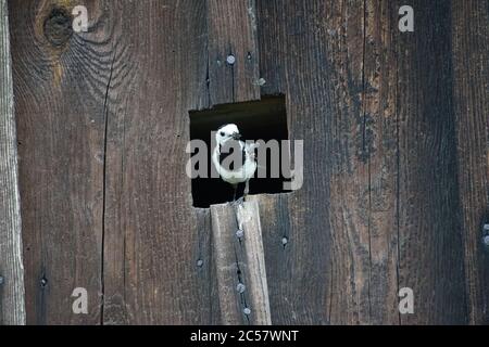 Nahaufnahme der weißen Bachstelze (Motacilla alba), einem kleinen Singvogel in einer Holzscheune mit Insekt im Schnabel. Stockfoto