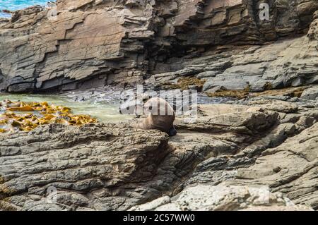 Pelzrobbe sonnen an der Rocky Coast Stockfoto