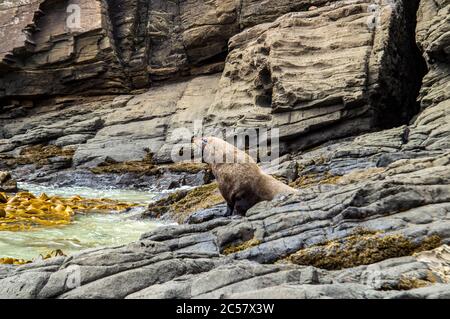 Pelzrobbe sonnen an der Rocky Coast Stockfoto