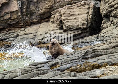 Pelzrobbe sonnen an der Rocky Coast Stockfoto