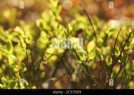 Heidelbeer Blumen vor einem Hintergrund von hinten-kleinen Büschen, Frühling auf dem Waldboden, unscharfen Hintergrund, kopieren Raum Stockfoto