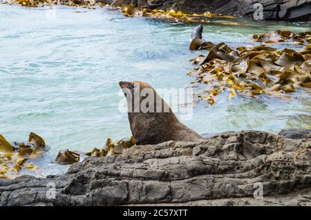 Pelzrobbe sonnen an der Rocky Coast Stockfoto