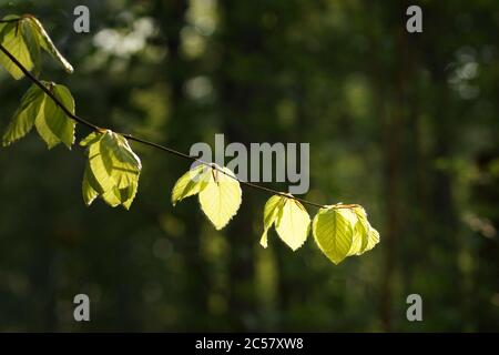 Junge, sonnenbeleuchtete Buchenblätter auf einem Ast, Frühling in einem sonnigen Wald, unscharfer Hintergrund, Bokeh und Kopierraum Stockfoto