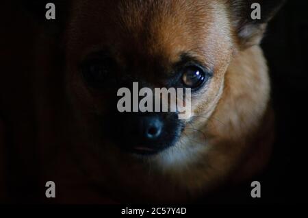 Porträt eines braunen chihuahua auf dunklem Hintergrund. Selektiver Fokus. Unscharer Hintergrund. Stockfoto