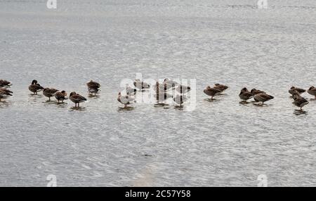 Schwarm Graugänse (Anser anser), die auf dem Wasser im Naturschutzgebiet "Weißendorfer Seen und Bannetze Moor" in Deutschland ruhen Stockfoto