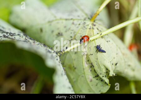 Marienkäfer und Marienkäfer-Raupe auf der Unterseite des mit Blattlaus bedeckten Kapuzinerkraubbbblattes, Stadtgarten, North London, UK Stockfoto