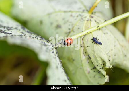 Marienkäfer und Marienkäfer-Raupe auf der Unterseite des mit Blattlaus bedeckten Kapuzinerkraubbbblattes, Stadtgarten, North London, UK Stockfoto