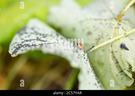 Marienkäfer und Marienkäfer-Raupe auf der Unterseite des mit Blattlaus bedeckten Kapuzinerkraubbbblattes, Stadtgarten, North London, UK Stockfoto