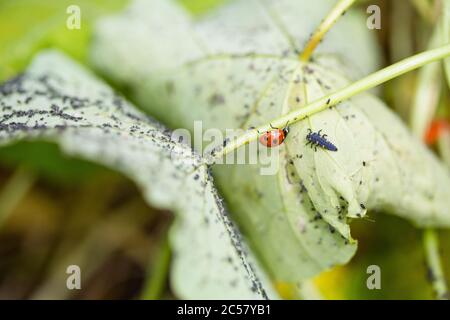 Marienkäfer und Marienkäfer-Raupe auf der Unterseite des mit Blattlaus bedeckten Kapuzinerkraubbbblattes, Stadtgarten, North London, UK Stockfoto