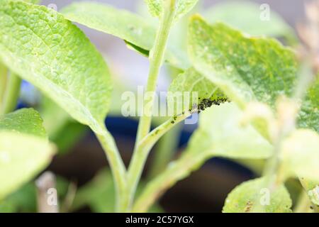 Blattläuse versammeln sich auf dem Stamm einer Fuchshandschuhpflanze im Stadtgarten von London im Norden, Großbritannien, mit einer Ameise. Stockfoto