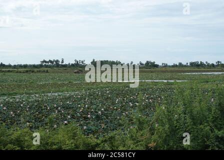 Kambodschanische Küche, Traditionen und Natur. Stadt Siem Reap und Vororte. Ungewöhnliche Ferien. Stockfoto