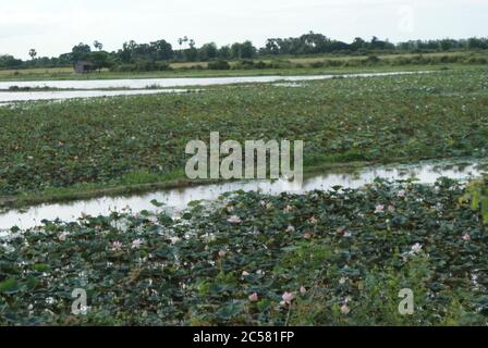 Kambodschanische Küche, Traditionen und Natur. Stadt Siem Reap und Vororte. Ungewöhnliche Ferien. Stockfoto