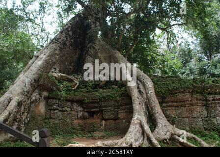 Kambodschanische Küche, Traditionen und Natur. Stadt Siem Reap und Vororte. Ungewöhnliche Ferien. Stockfoto