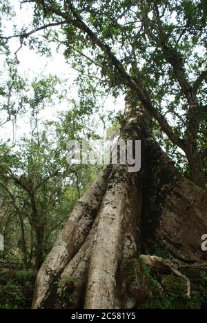 Kambodschanische Küche, Traditionen und Natur. Stadt Siem Reap und Vororte. Ungewöhnliche Ferien. Stockfoto