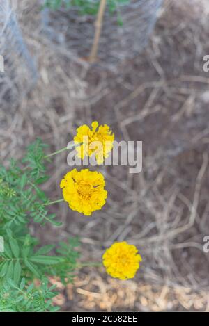 Selbstgewachsene gelbe Ringelblumenblüte auf einem Hochbeet-Garten in der Nähe von Dallas, Texas, USA Stockfoto