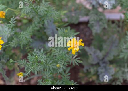 Selbstgewachsene gelbe Ringelblumenblüte auf einem Hochbeet-Garten in der Nähe von Dallas, Texas, USA Stockfoto