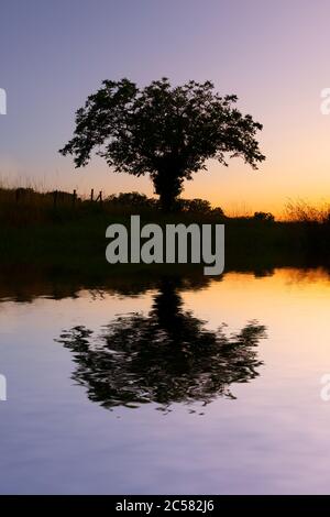 Silhouette eines einsamen Baumes bei Sonnenuntergang mit Wasserspiegelungen Stockfoto