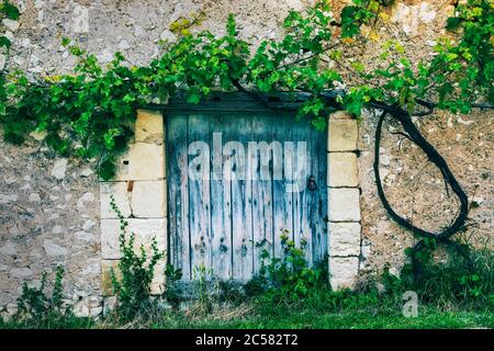 Alte blaue Holztür mit Weinrebe in einem Dorf von Perigord im Südwesten Frankreichs Stockfoto