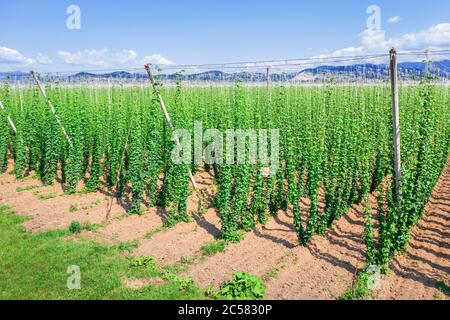 Hopfen auf dem Feld für den Einsatz in Brauereien, Luftaufnahme Stockfoto
