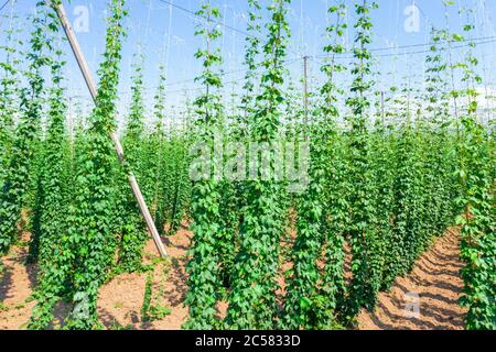 Hopfen auf dem Feld für den Braubereich anbauen Stockfoto