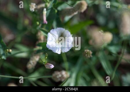 Das Feld binden. Kleine Wildblumen in Weiß. Weiße Wildblumen. Blumen wachsen am Straßenrand. Stockfoto