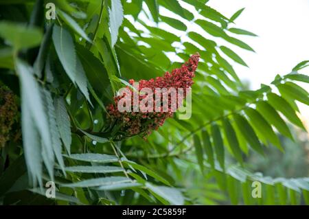 Staghorn sumac, Zierpflanze sumac Hirschhorn - Essigbaum. Blüte des dekorativen Sumac-Baumes. Kegelförmige Rispen von rot-braunen Blüten Stockfoto