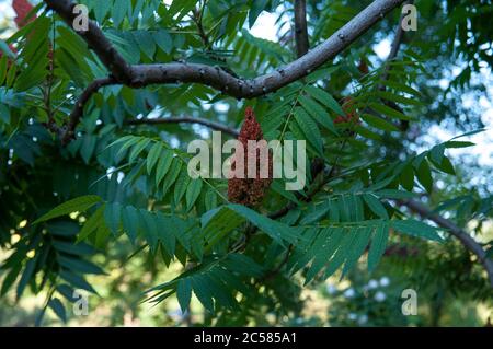 Zierpflanze Sumac Hirschhorn Essigbaum. Die Blüte des dekorativen