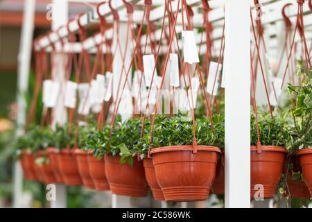 Hängende Blumentöpfe in der Baumschule im Gartengeschäft, Gewächshaus/ Stockfoto