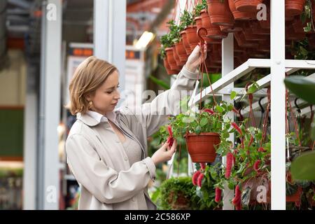 Frau, die Akalifa Zimmerpflanze für ihr Haus/Wohnung im Gewächshaus oder Gartencenter wählt, berührt die Pflanze mit ihrer Hand, hält hängende Blumentöpfe. Stockfoto