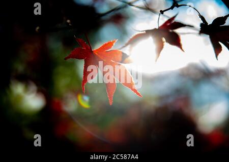 Pflanzen und Blumen aus dem Wald von trockenen grünen Bäumen Stockfoto