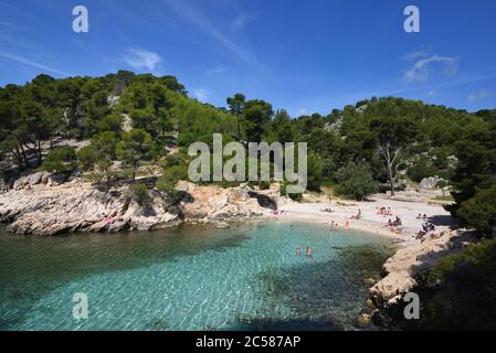 Sandy Cove mit Strand & Pinien im Calanque Port-Pin Calanques Nationalpark Cassis Provence Frankreich Stockfoto