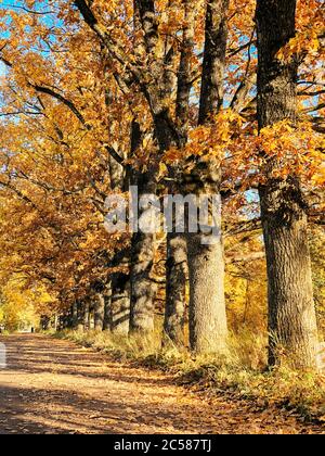 Eichenallee im Herbstpark an einem sonnigen Tag Stockfoto