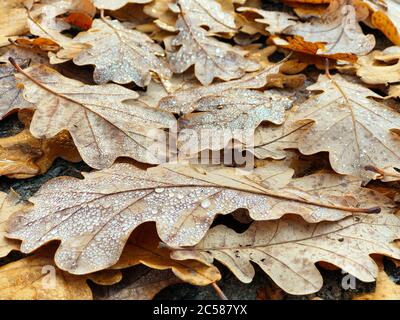 Nasse Eichenblätter liegen auf dem Boden. Gelb gefallene Blätter mit Tau bedeckt, Draufsicht. Spätherbst, Laub, Tau-Konzept.Textur von Eichenblättern bedeckt von de Stockfoto