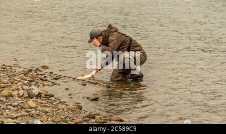 Fischer landet einen rosa Lachs (Oncorhynchus gorbuscha) am Schwanz in seichtem Wasser auf dem Kitimat River, British Columbia, Kanada Stockfoto