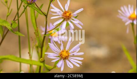 Schöne Nahaufnahme einer violetten 'Oktoberhimmel' (Symphyotrichum oblongifolium) Gänseblümchen Blume. Stockfoto