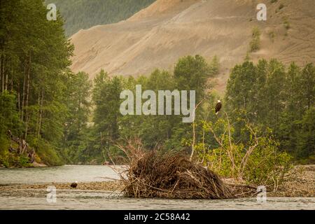 Zwei Adler ruhen am Ende eines Pools am Kitimat River, British Columbia, Kanada. Stockfoto