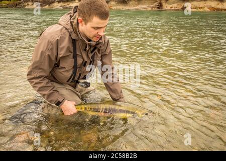 Ein Fischer, der einen Chum-Lachs in den Kitimat River zurückgibt, während er watet, in British Columbia, Kanada. Stockfoto