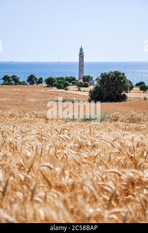 Canakkale, Türkei - 24. Juni 2011: Blick auf Meer und Leuchtturm vom Weizenfeld (Leuchtturm Mehmetçik) Stockfoto