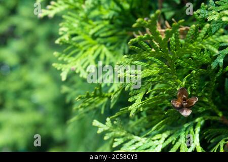 Konifer Thuja Orientalis: Eine Nahaufnahme der unreifen Samenkegel. Thuja Zweig Blätter mit winzigen Zapfen. Stockfoto