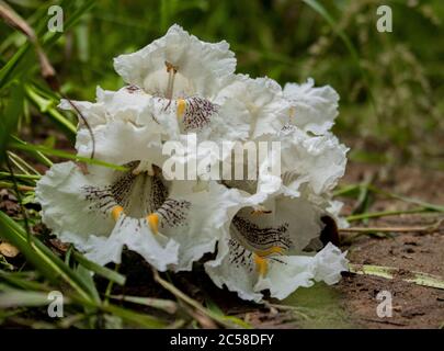 Catalpa Tree Flower Blossoms, Catalpa speciosa, im Speedwell Forge Park, Lancaster, Pennsylvania, während des Sommers Stockfoto