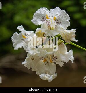 Catalpa Tree Flower Blossoms, Catalpa speciosa, im Speedwell Forge Park, Lancaster, Pennsylvania, während des Sommers Stockfoto