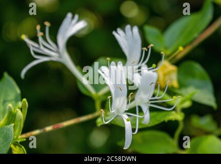 Honigblüten, Lonicera, im Speedwell Forge Park, Lancaster County, Pennsylvania im Sommer Stockfoto