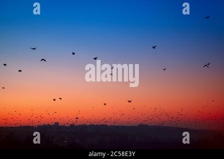 In der Dämmerung fliegen Krähen über die Stadt Stockfoto