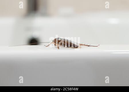 Kakerlake im Bad auf dem Waschbecken. Das Problem mit Insekten Stockfoto